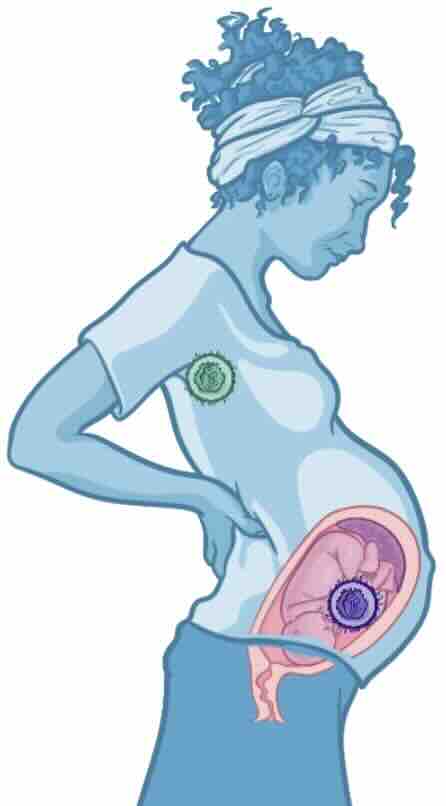 Gebelik ve CMV Enfeksiyonu (sitomegalovirus)