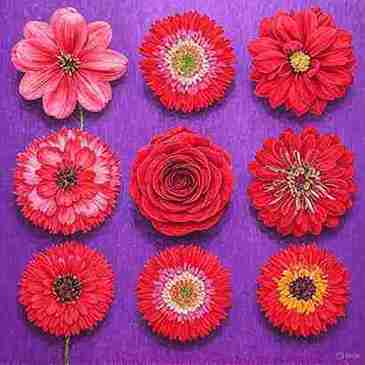 Kızlık Zarı (Hymenoplasti)