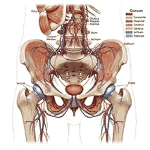 Pelvik Bölge Nedir?