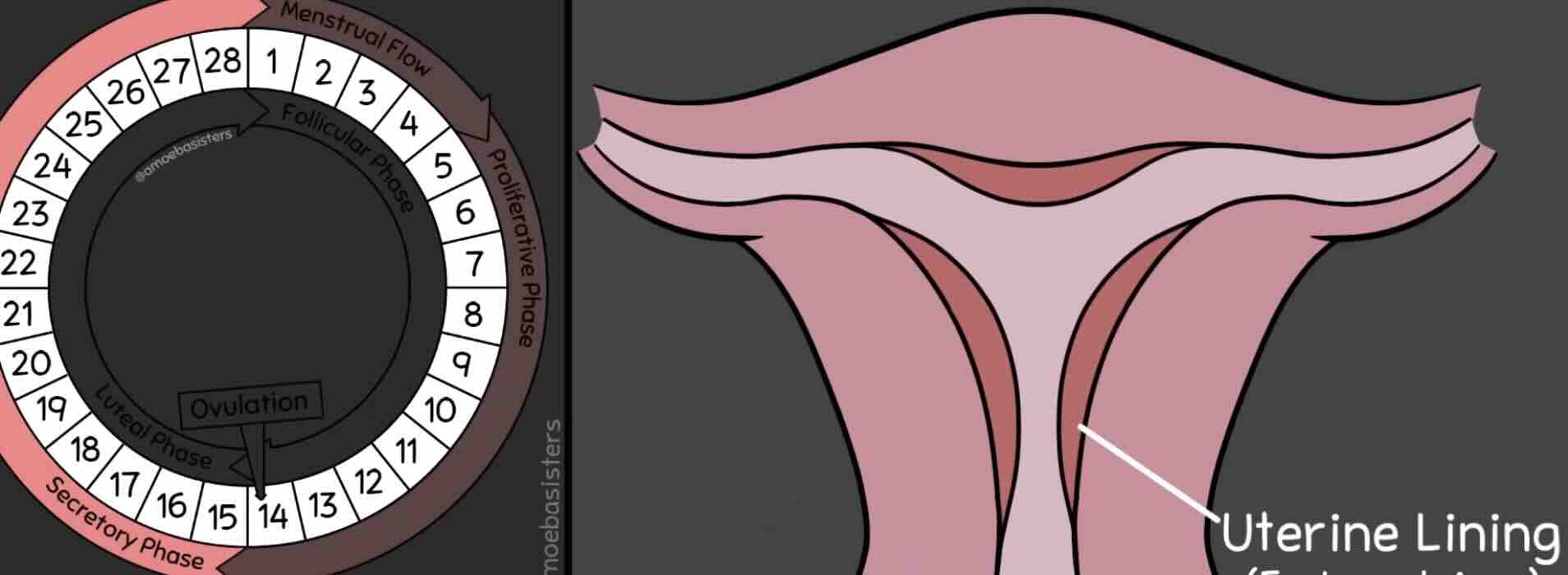 PMOS'ta Hormonlar: Hangi Hormonlar Bozulur, Hangi Testler Yapılır?