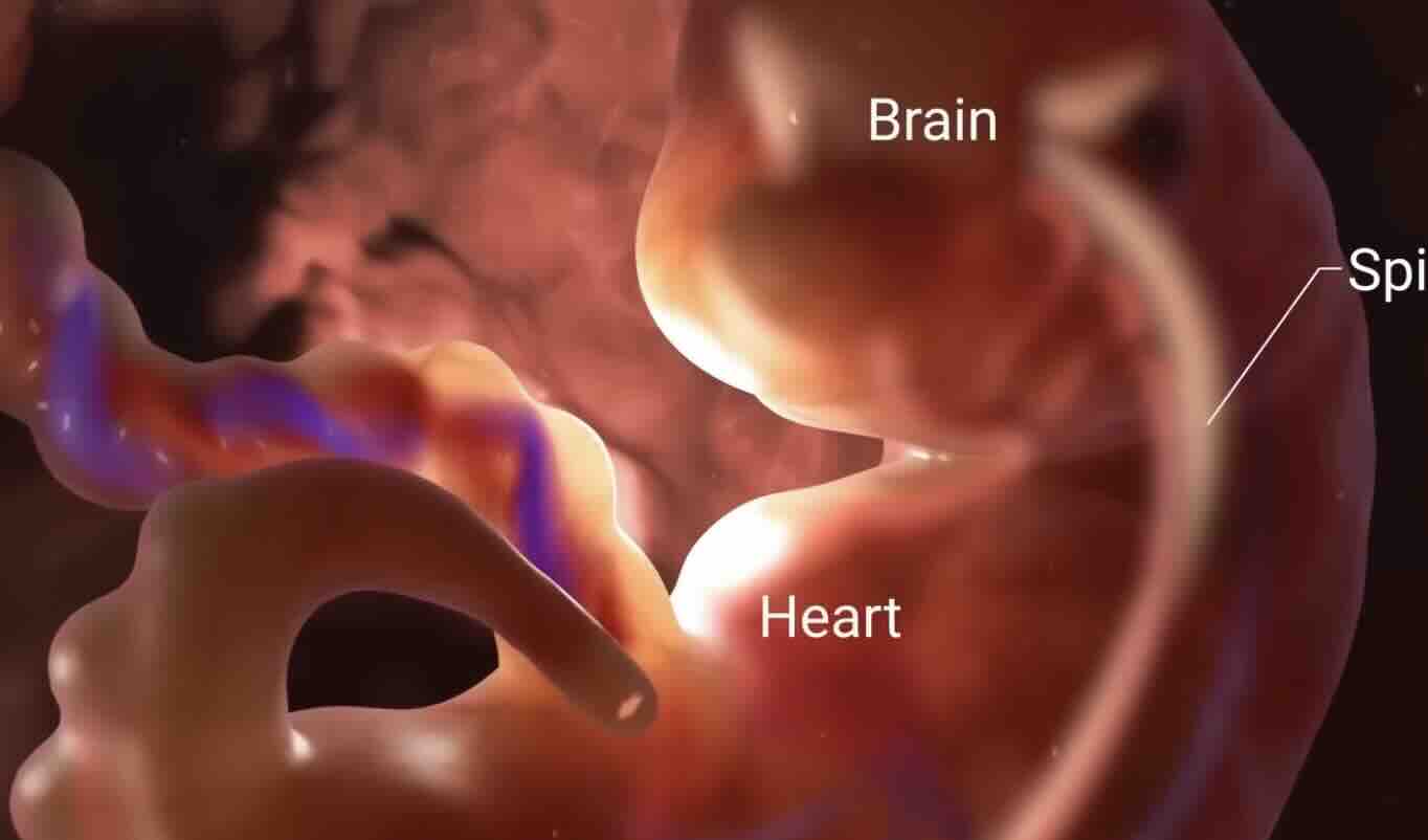 Sezaryen, Normal Doğum ve Doğum Paket Ücretleri Ankara 2026
