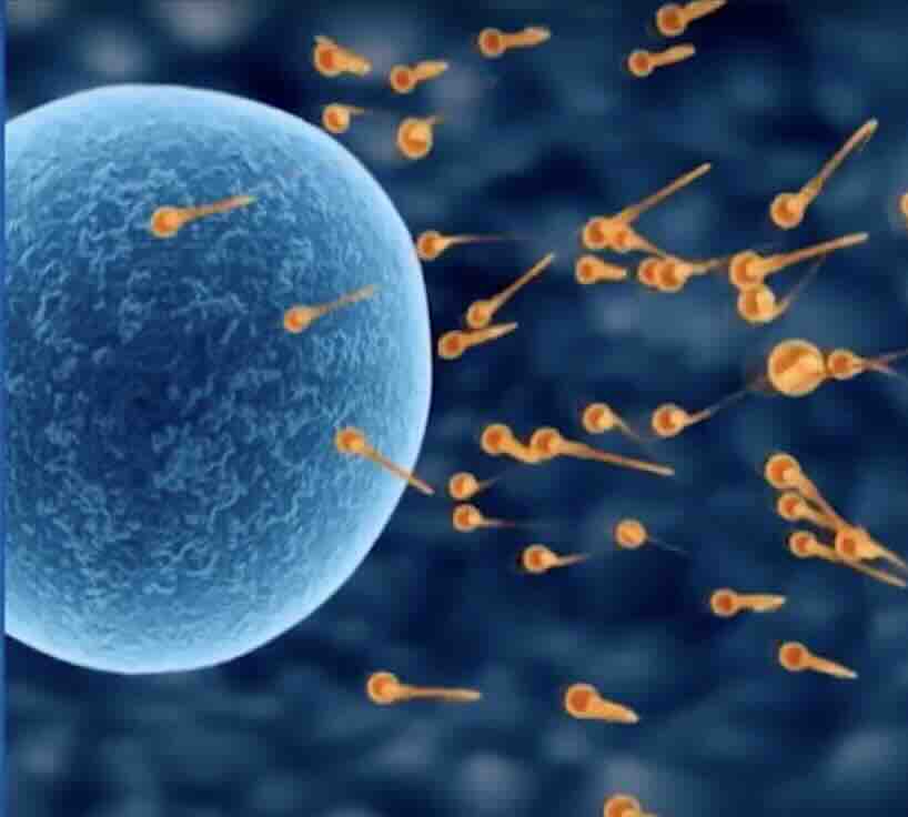 Sperm Gelişiminin Evreleri ve Süreleri